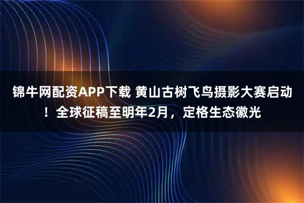 锦牛网配资APP下载 黄山古树飞鸟摄影大赛启动!全球征稿至明年2月,定格生态徽光